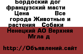 Бордоский дог ( французский масти)  › Цена ­ 50 000 - Все города Животные и растения » Собаки   . Ненецкий АО,Верхняя Мгла д.